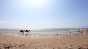 4K Video. Berber man with two camels walking on sand in the beach in Morocco	