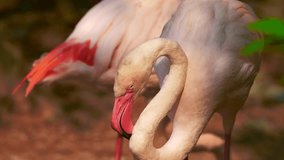 4K video of greater flamingo in Thai, Thailand.