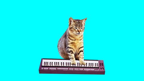 Animation minimal gif art. Kitty plays on synthesizer