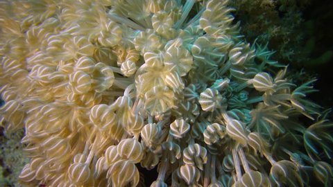 Soft coral polyps on coral reef Elfin Ston catch plankton, Red Sea, Egypt