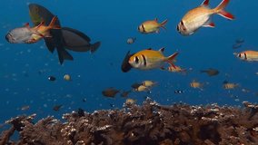 Coral fish and reef in the blue ocean. Colorful seascape, underwater video from snorkeling on the tropical reefs. Marine wildlife, corals and fish. Scuba diving, swimming fish footage.