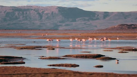 SALAR DE ATACAMA, CHILE. The flock of pink Chilean flamingos inhabits beautiful wild area of South America. Exotic birds in natural conditions during breeding season.