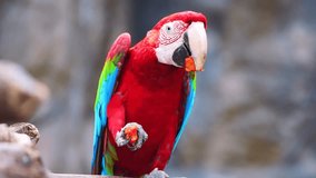 4K video of green winged macaw birds in Thai, Thailand.