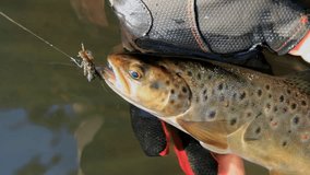 Trout caught on artificial bait