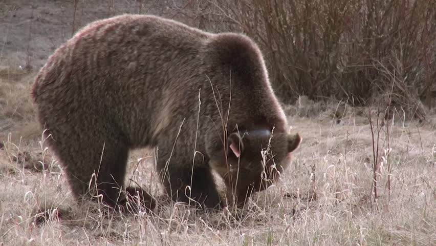 Grizzly 152 digs for roots