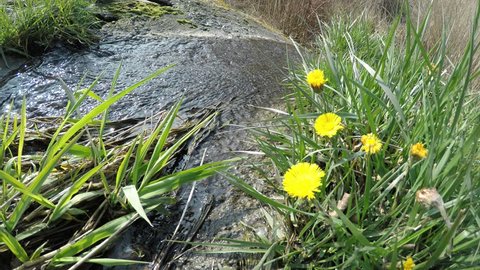 Coltsfoot, medicinal herb, flower in spring in Germany at a small waterfall
