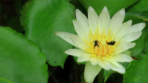 water lily lotus flower white color nature footage video clip