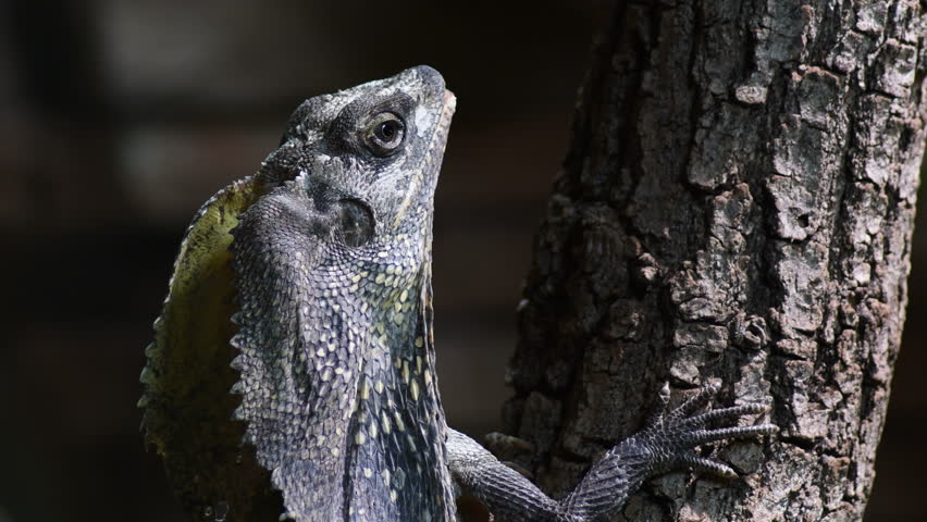 frilled lizard dinosaur