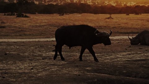 African buffalo in Masai Mara park on a sunset