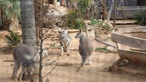 Funny and strong kangaroo is playing outdoor. Selected focus.