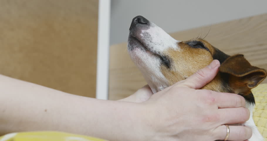 Crop shot of woman gently strokes her dog Jack Russell Terrier on the head