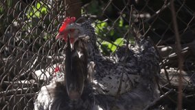 Chicken on village yard. Slow motion video
