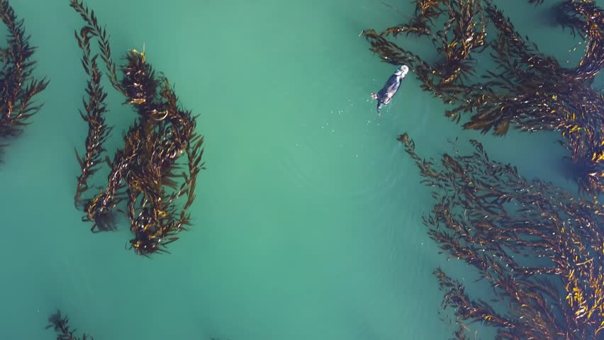 California Otter swimming on back eating clam and scratching itself, Top down Aerial view at sunset.