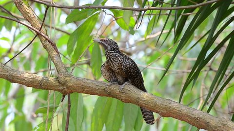 A close up of a female Asian Koel (Eudynamys scolopaceus) perched on tree in natural background