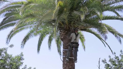 Phoenix canariensis palm tree cleaning and treatment, as part of Rinchoforus ferrugineus, red palm weevil, pest control in mediterranean countries. Algarve, Portugal.
