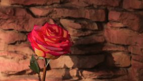 rose flower stone background