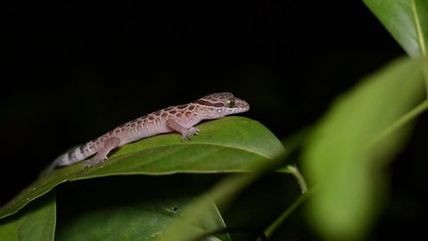 Satanic Leaftailed Gecko Uroplatus Phantasticus Stock Photo Edit Now