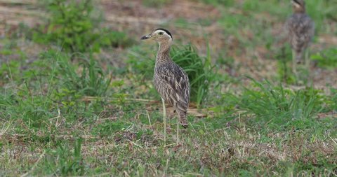 Double-striped Thick-knee - Burhinus bistriatus is stone-curlew family Burhinidae, resident breeder in Central and South America, Mexico, Colombia, Venezuela, Brazil, Nicaragua.