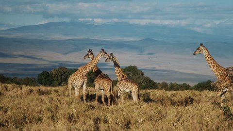 family of giraffes in the savannah are standing in the yellow grass against the background of trees and blue hills