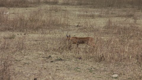 steppe lynx caracal sneaks across a field of dried grass in the savannah