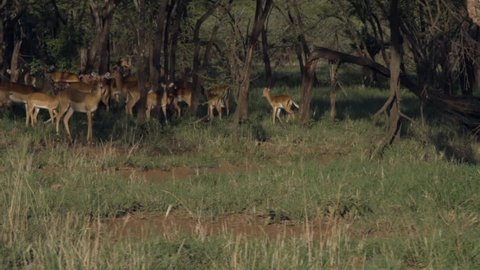 Antelopes run into the forest at the sight of danger