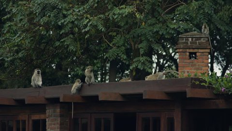 Monkeys are sitting on the roof of a wooden house