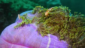 Clownfish swimming in the green purple beautiful anemone. Skunk anemone fish on the reef. Underwater animal video from scuba diving in the tropical ocean. Marine wildlife footage. Fish and coral reef.