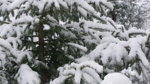 Slowly tilting up pine tree covered in fresh snow during winter in Utah.
