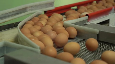 egg factory chicken packaging