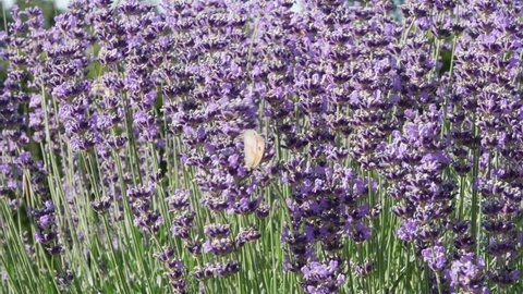Nice close-up of a butterfy gathering on purple lavender flowers.