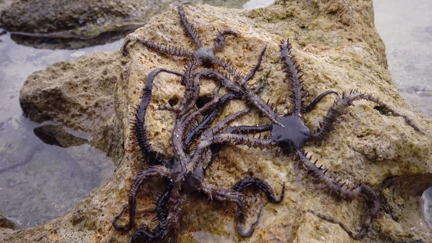 Brittle star (Ophiocoma scolopendrina) crawling slowly over rocks at the coral reef, Marsa Alam, Abu Dabab, Egypt