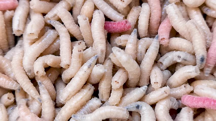 Crawling Maggots Close Up