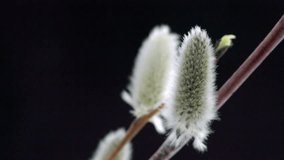 Pussy willow with opening fluffy yellow buds timelapse. Blooming spring willow flowers time-lapse Close-up. Spring nature Easter flowers on black background 4K UHD video time lapse
