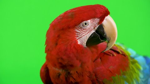 Close-up red Macaw parrot's head with coy tilted head on a green screen background