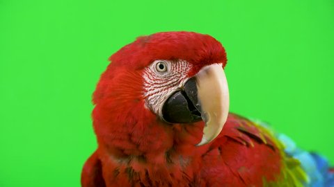 Red Macaw parrot looks at camera and shakes its head no, in disagreement