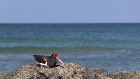 American Oystercatcher Adult Individual Walking Leaving Day