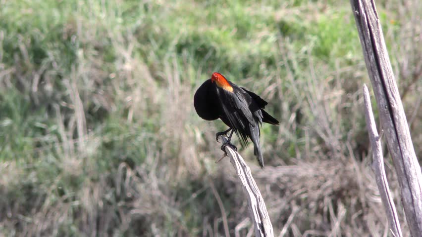 Red-winged Blackbird Male Adult Individual Shaking Rustling Feathers Spring Day