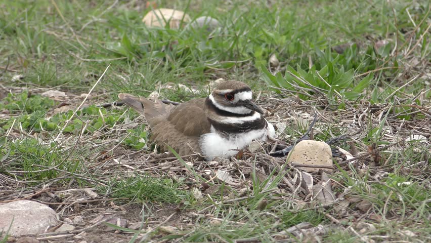 Killdeer Adult Individual Nesting Incubating Spring Day