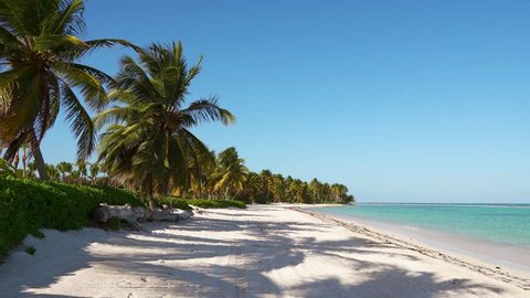 Large long stretched wild beach with white sand and blue sea. Tall palms and sky. Beautiful island Dominican Republic/Punta Cana is the most beautiful beach. Walk around the island. Paradise on earth
