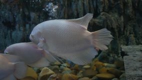 Beautiful fish in the aquarium. A fish in fish tank.