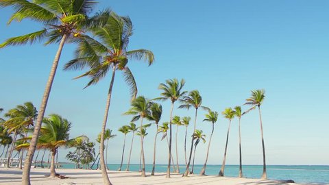 Tall beautiful freestanding palm trees on the beach. Big wild beach and blue sea. Vacation in Caribbean/Background for relaxation. Palm trees and white sand. Isolated Island palms beach sand Hawaii
