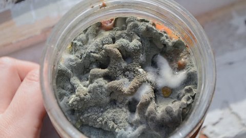 Mold in a can. Mildew in the bank. Fungus close-up. Person turns in her hand a jar of mold