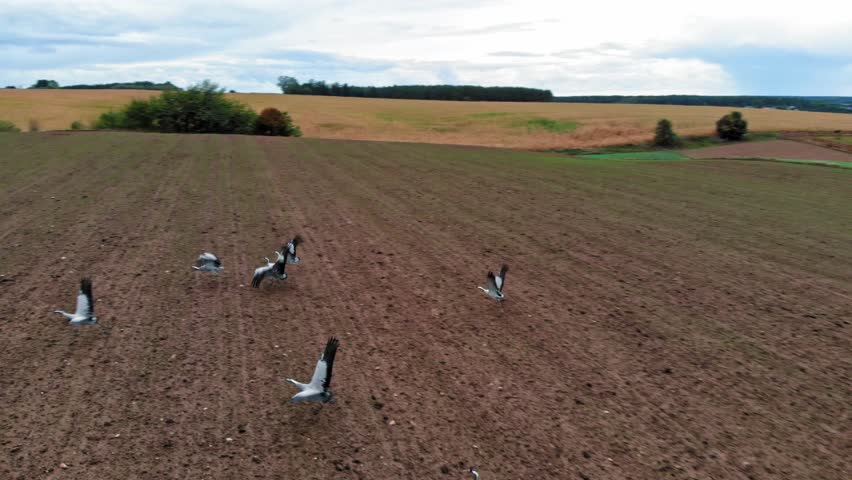 Large group of common cranes starting, taking off from rural field for migration flight. Poland, pomorskie, Kaszuby. Shot from a drone.