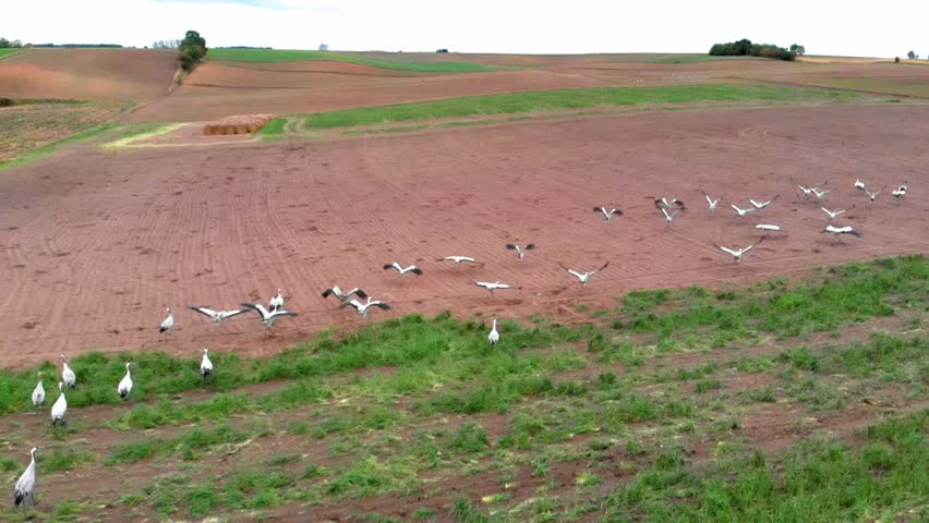 Large group of common cranes starting, taking off from rural field for migration flight. Poland, Kaszuby. Shot in slow motion (120 fps).