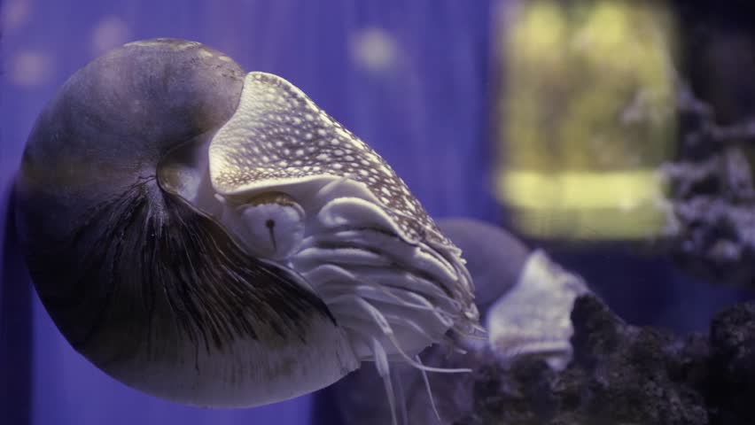 A nautilus swimming against the glass wall of an aquarium fish tank.