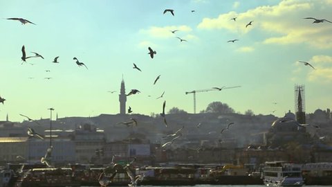 Flying seagulls over Bosphorus with Istanbul city on the background. Scenic view, beautiful cityscape