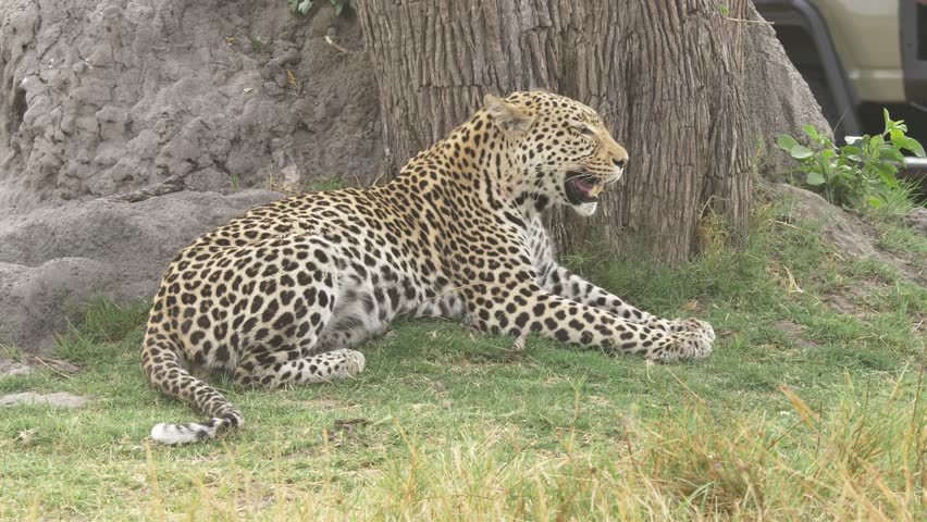 Leopard resting on the grass, looking around on the savanna | Shutterstock HD Video #1026390224
