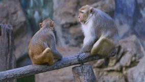 4K video of Rhesus Macaque, Thailand.