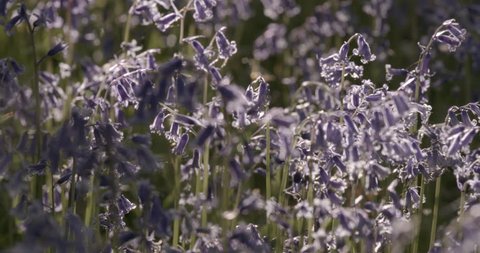 bluebells, flowers, nature, Asheridge, National Trust
