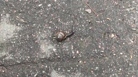 Snail slowly crawling on the paved road of the summer city